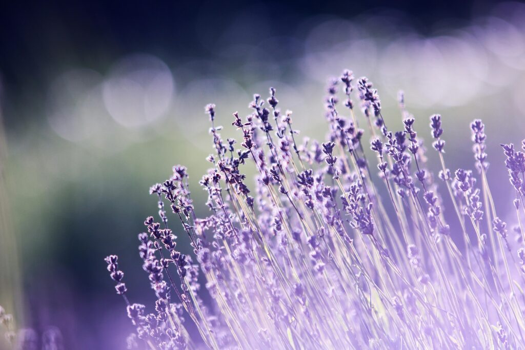 pexels-photo-286763-286763 Macro shot of blooming lavender flowers with a dreamy bokeh effect, ideal for nature backgrounds.